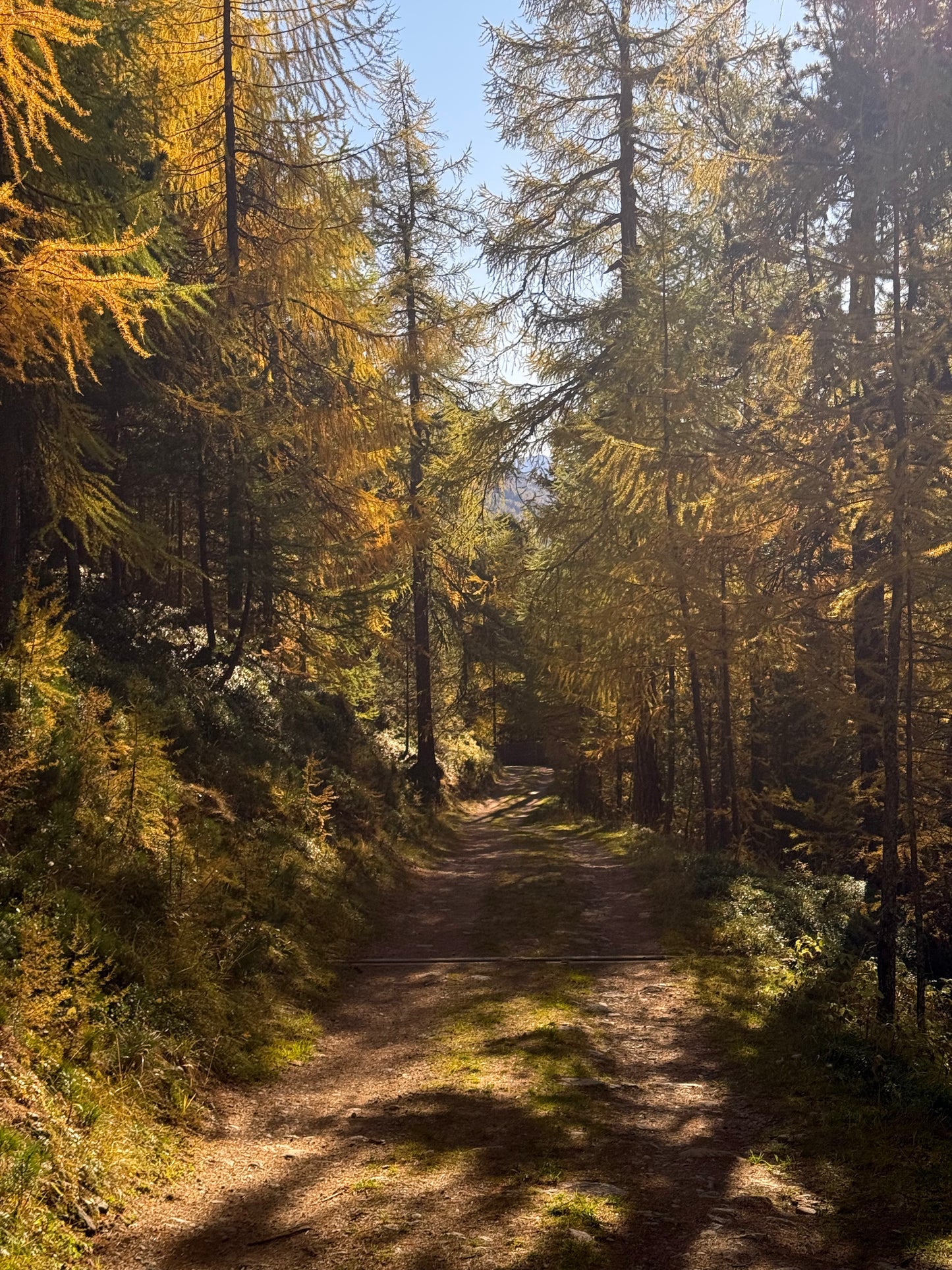 sasha-loochi-pumpkin-spice-latte-brown