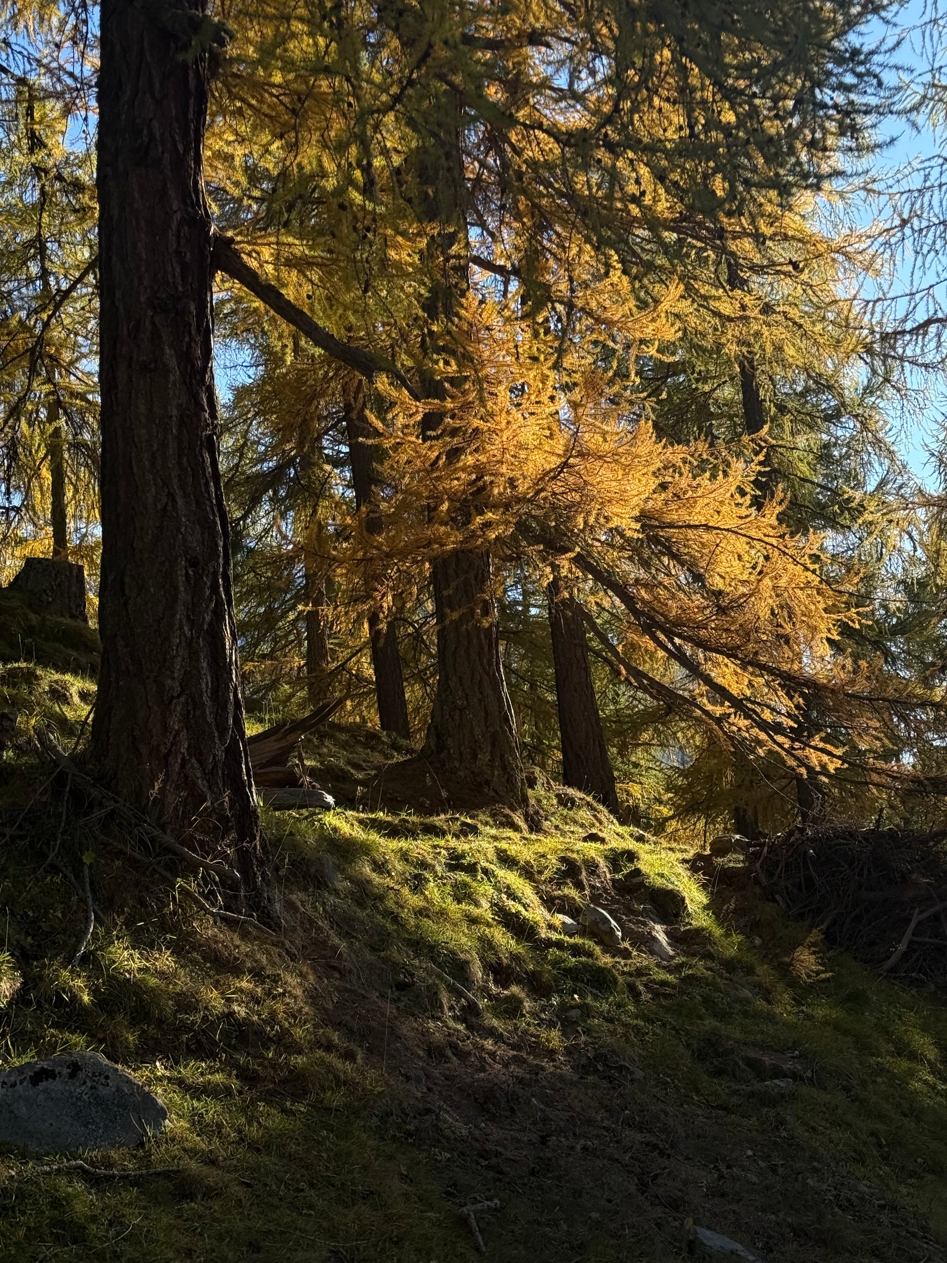 sasha-loochi-pumpkin-spice-latte-brown